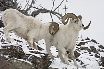 Dall's Sheep (Ovis dalli) rams play-fighting, Alaska
