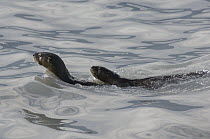 North American River Otter (Lontra canadensis) pair swimming, Prince William Sound, Alaska
