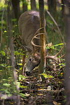 White-tailed Deer (Odocoileus virginianus) buck rubbing antlers against tree trunk, North America