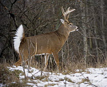 White-tailed Deer (Odocoileus virginianus) buck in alert position, North America