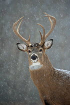White-tailed Deer (Odocoileus virginianus) buck during snowstorm, North America