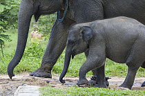 Sumatran Forest Elephant (Elephas maximus sumatranus) mother and calf domesticated for tourism, Way Kambas Elephant Training Center, Sumatra, Indonesia