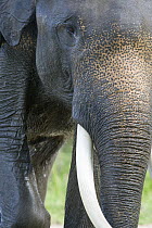 Sumatran Forest Elephant (Elephas maximus sumatranus), Way Kambas Elephant Training Center, Sumatra, Indonesia