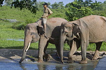 Sumatran Forest Elephant (Elephas maximus sumatranus) chained and domesticated for tourism, Way Kambas Elephant Training Center, Sumatra, Indonesia