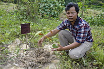 Borneo Teak (Afzelia bijuga) seedling and conservation coordinator Ahmad Azhari at orangutan habitat restoration site, Gunung Leuser National Park, Indonesia