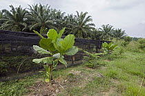 Tropical Almond (Terminalia sp) at orangutan habitat restoration site, Gunung Leuser National Park, Indonesia