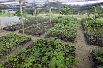Seedlings in nursery at orangutan habitat restoration site, Gunung Leuser National Park, Indonesia