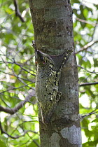 Sunda flying lemur (Galeopterus variegatus) camouflaged on tree trunk, northern Sumatra, Indonesia