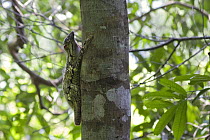 Sunda flying lemur (Galeopterus variegatus) on tree trunk, northern Sumatra, Indonesia
