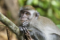 Long-tailed Macaque (Macaca fascicularis) young, northern Sumatra, Indonesia
