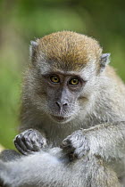 Long-tailed Macaque (Macaca fascicularis) young grooming, northern Sumatra, Indonesia