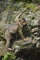 Pig-tailed Macaque (Macaca nemestrina) climbing up rocky cliff, northern Sumatra, Indonesia