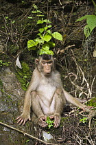 Pig-tailed Macaque (Macaca nemestrina), northern Sumatra, Indonesia