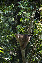 Pig-tailed Macaque (Macaca nemestrina) in tree, northern Sumatra, Indonesia