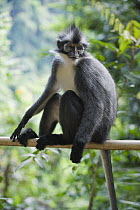North Sumatran Leaf Monkey (Presbytis thomasi), northern Sumatra, Indonesia