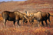 Alaska Moose (Alces alces gigas) bulls sparring in tundra, Alaska
