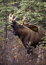 Alaska Moose (Alces alces gigas) bull flehming, Alaska