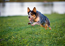 Australian Cattle Dog (Canis familiaris) running