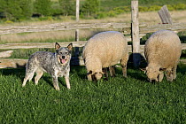 Australian Cattle Dog (Canis familiaris) and Domestic Sheep (Ovis aries) pair