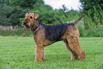 Airedale Terrier (Canis familiaris)