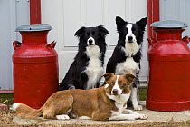 Border Collie (Canis familiaris) trio