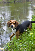 Beagle (Canis familiaris) on riverbank