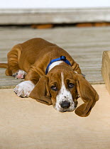 Basset Hound (Canis familiaris) puppy