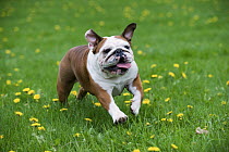 English Bulldog (Canis familiaris) running