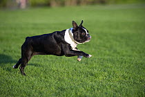 Boston Terrier (Canis familiaris) running