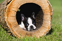 Boston Terrier (Canis familiaris) puppy in log