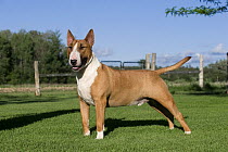 Bull Terrier (Canis familiaris)