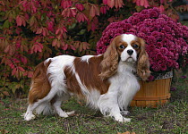 Cavalier King Charles Spaniel (Canis familiaris)