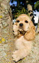 Cocker Spaniel (Canis familiaris) puppy