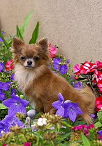 Chihuahua (Canis familiaris)
