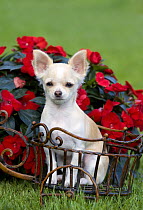 Chihuahua (Canis familiaris) puppy