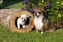 Chihuahua (Canis familiaris) adult and puppy