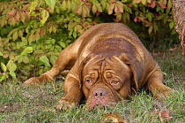 Dogue de Bordeaux (Canis familiaris)