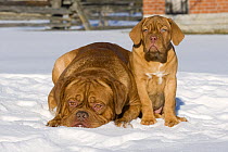 Dogue de Bordeaux (Canis familiaris) adult and puppy in snow