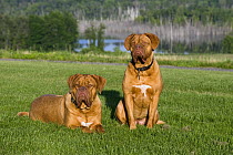 Dogue de Bordeaux (Canis familiaris) pair
