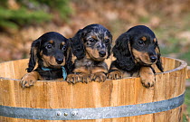 Miniature Long Haired Dachshund (Canis familiaris) puppies