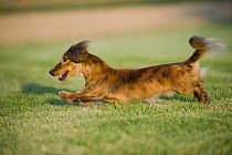 Miniature Long Haired Dachshund (Canis familiaris) running