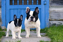 French Bulldog (Canis familiaris) adult and puppy