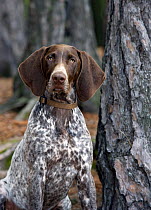 German Shorthaired Pointer (Canis familiaris) puppy