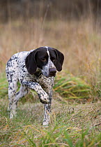 German Shorthaired Pointer (Canis familiaris) walking