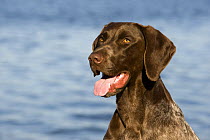 German Shorthaired Pointer (Canis familiaris)