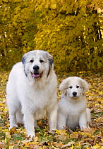 Great Pyrenees (Canis familiaris) adult and puppy