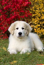 Great Pyrenees (Canis familiaris) puppy