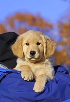 Golden Retriever (Canis familiaris) puppy carried by person