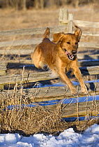 Golden Retriever (Canis familiaris) jumping over fence