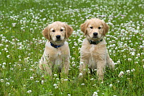 Golden Retriever (Canis familiaris) puppies